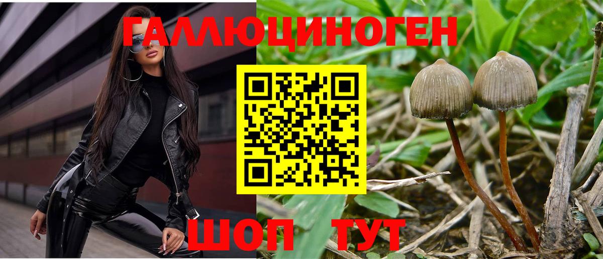 Псилоцибиновые грибы Psilocybine cubensis Якутск